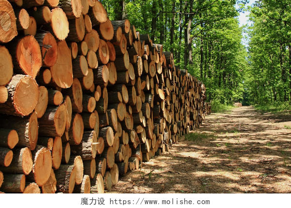 木材厂绿色森林路边排列的一大堆木头木材堆